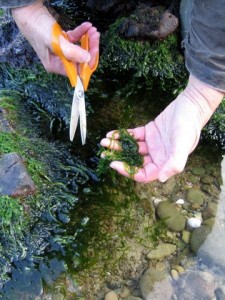 seaweed gathering in Jersey.Cutting Gut weed from rocks