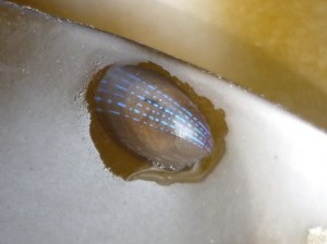 Blue-rayed Limpet on Laminaria, Jersey