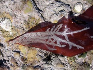 frosted Sea-mat on a Dulse, gudied walks in Jersey on the seabed