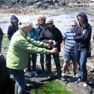 sea food foraging in Jersey.Seaweeds