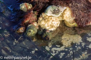 Whelks laying eggs