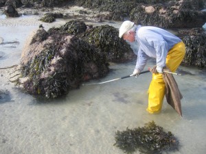 Searching for Lobster under rocks in Jersey