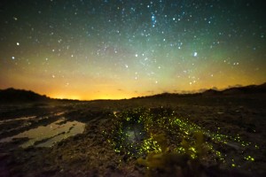 Bioluminescence on the beach in Jersey