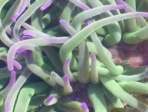 Snakelock sea anemone
