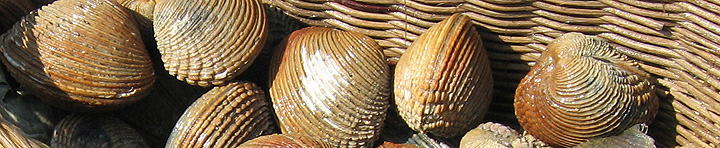 Praire, Venus Verrucosa or clam