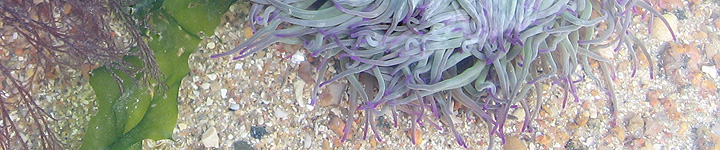 Snakelock anemone