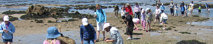 Exploring the sea shore