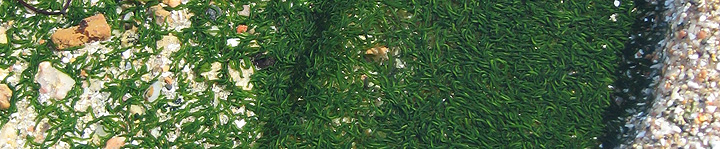 Mint sauce worm