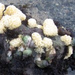 Common Whelks egg laying
