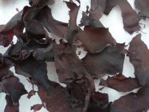 Dulse after drying for cooking