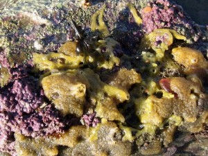 Purple Lithothamnia and sponge Myxilla incrustans on a rock in Jersey