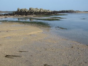 Eel grass beds at karame beacon Jersey