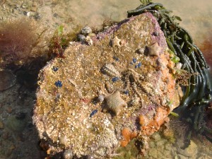 Chiton,Cushion starfish,sponges on a rock in Jersey
