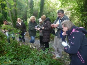 Lookng for Fungi in the woods in Jersey