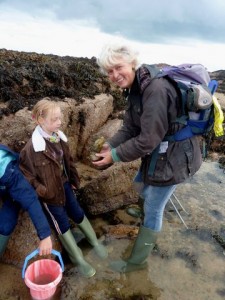 guided walks in jersey finding marine creatures