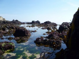 rockpool explorations in jersey
