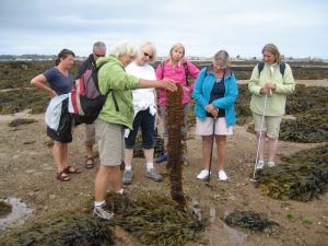 Seashore foraging for edible seaweeds in Jersey