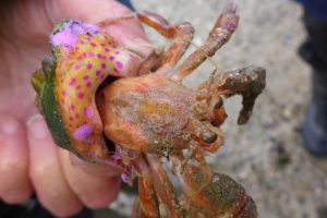 Moonwalks and walks on the seabed in jersey. Hermit crab