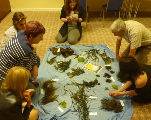 Seaweed foraging & identification course